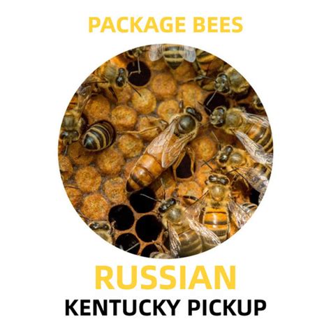 Purebred Russian Bees For Sale Free Shipping Lappe S Bee Supply Honey