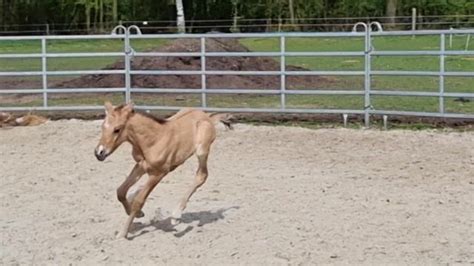 Deutsches Reitpony Hengst Fohlen 04 2024 148 cm Falbe in Bötersen