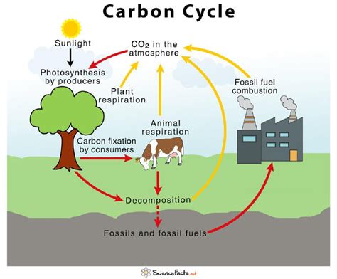 Carbon Cycle And Nitrogen Cycle What Are Them Find It Out Here