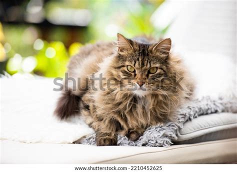 19,978 Long Haired Tabby Cat Images, Stock Photos & Vectors | Shutterstock