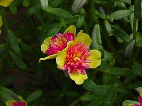 Plantfiles Pictures Purslane Pigweed Fairytale Cinderella