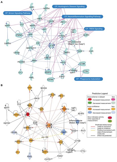 Frontiers Ingenuity Pathway Analysis Of α Synuclein Predicts