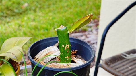 How To Propagate Dragon Fruit In 12 Steps