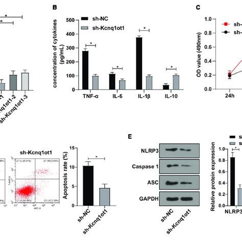 Kcnq1ot1 Knockdown Inhibited Inflammation In The H R Model Of HK 2