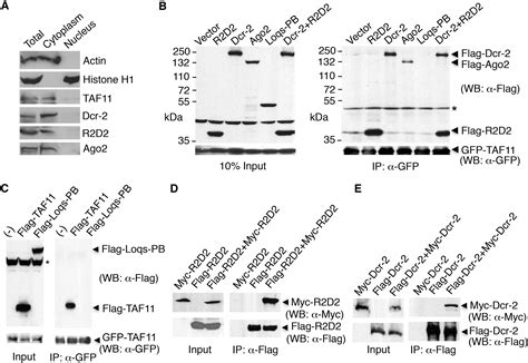 Taf11 Assembles The Risc Loading Complex To Enhance Rnai Efficiency