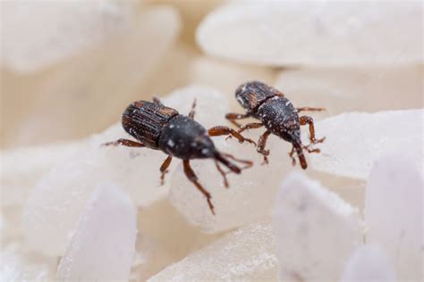 Comment Se D Barrasser Des Charan Ons La Maison Et Au Jardin