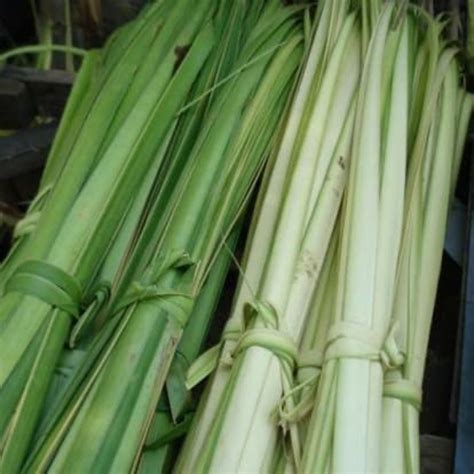 Jual Daun Kelapa Muda Janur Kuning Untuk Membuat Ketupat Lembar