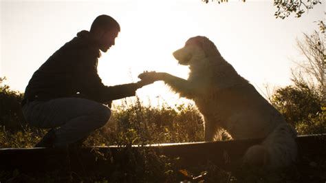 Hoy Es Día Mundial Del Perro Oro Solo Hits 949 Fm