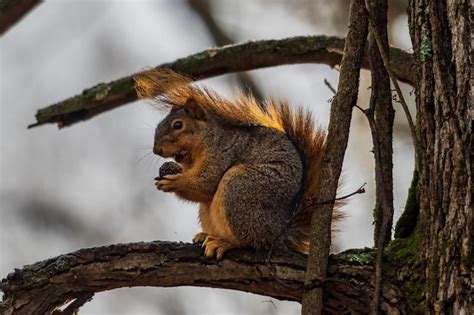 Una ardilla se sienta en la rama de un árbol y come una nuez Foto