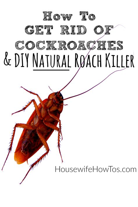 How To Get Rid Of Cockroaches And DIY Roach Killer