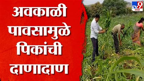 Beed Crop Loss बीडमध्ये अवकाळी पावसाचं थैमान ज्वारीसह कापसाचं पीक भुईसपाट Youtube