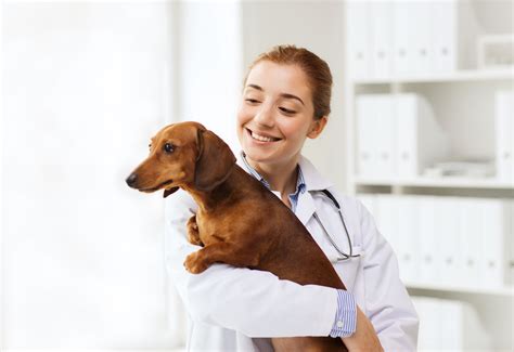 Veterinary Staff: The Unsung Heroes | HillRag