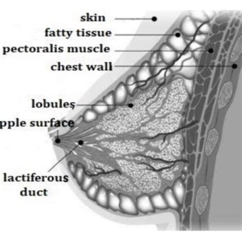 A Sagittal Section Of Breast And Anterior Chest Wall And B