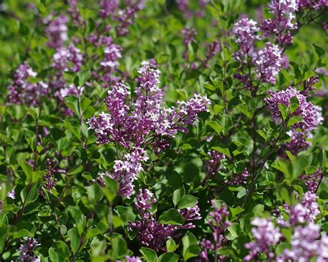 Syringa Bloomerang Dark Purple Kopen Dwergsering