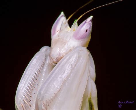 Hymenopus Coronatus Orchid Mantis The Praying Mantis