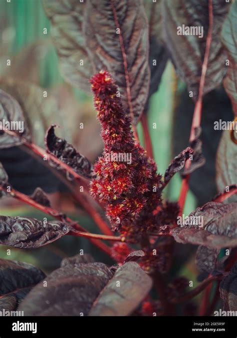 Bunch Of Crimson Amaranth Flowers Close Up Amaranth Inflorescence