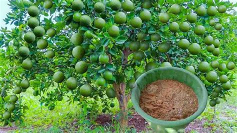 Aplica este abono natural a tus limoneros y tendrás una cosecha