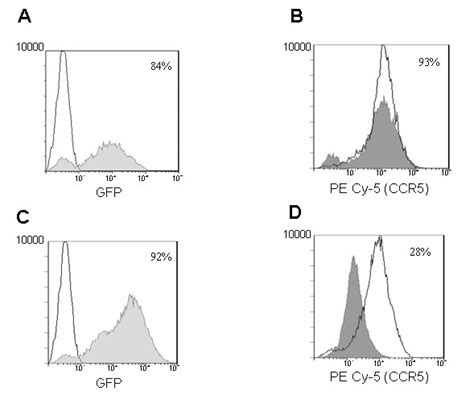 Cell Surface Down Regulation Of CCR5 In XHR Transduced Ghost R5 Cells