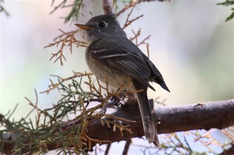 #ABArare – Pine Flycatcher – Arizona « ABA Blog