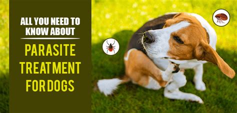 All You Need to Know About Parasite Treatment for Dogs| VetSupply