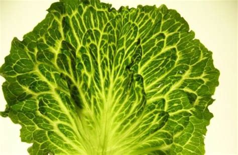 Lettuce Diseases And Disorders The Michelmore Lab