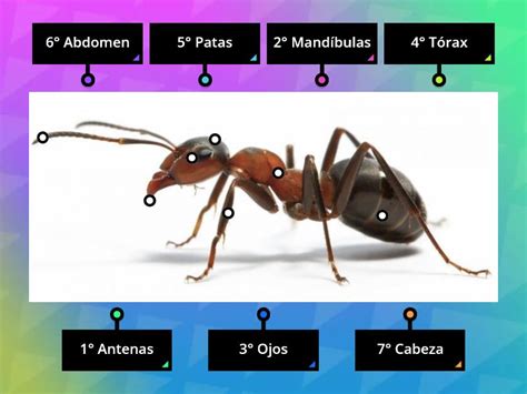 Partes De Una Hormiga Labelled Diagram