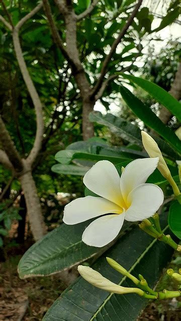 Frangipani Bunga Bunga Foto Gratis Di Pixabay Pixabay