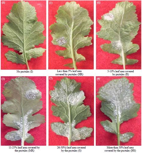 Disease Assessment Key For White Rust Disease Caused By Albugo Candida