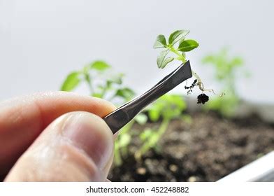 Genetic Engineering Agriculture Scientist Crop Cultivate Stock Photo ...