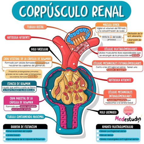 Corpúsculo Renal Enfermería farmacología Anatomía médica Medicina