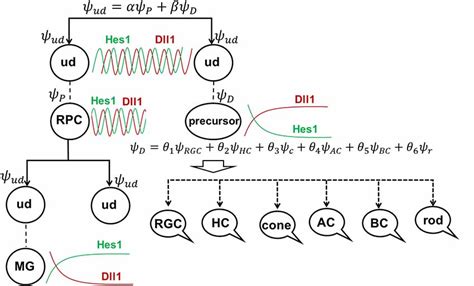 Frontiers Notch Signaling Induced Oscillatory Gene Expression May