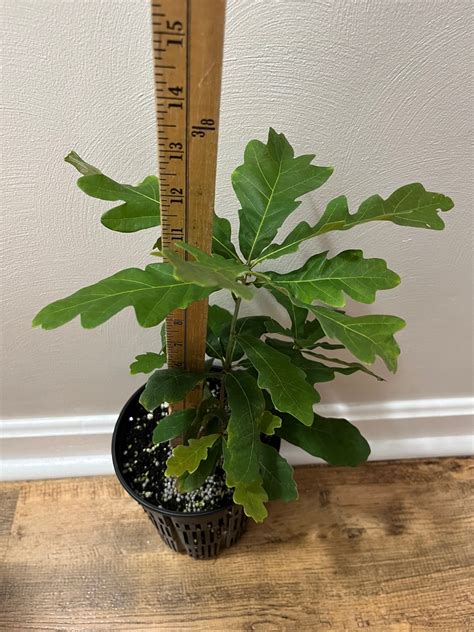 White Oak - Native Plant Company LLC