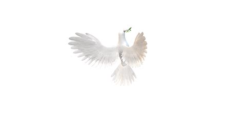 Peace Dove isolated on a Transparent Background 24997376 PNG