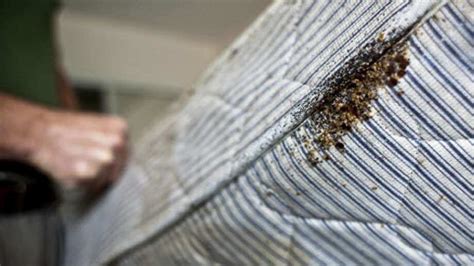 Bed Bugs Infestation? l Wipeout Pest Control Services