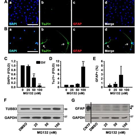 MG132 decreases cell survival during NSC proliferation and ...