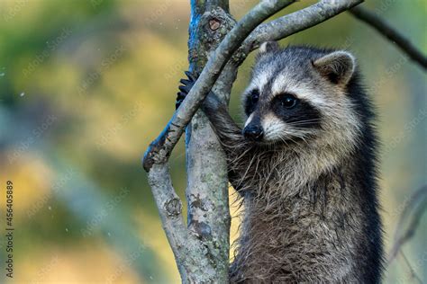 Raccoon in a tree branch Stock Photo | Adobe Stock