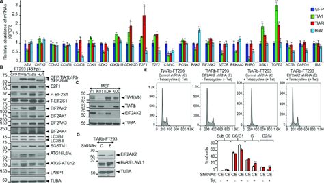 Regulatory Crosstalk Between The Expression Of Tia Proteins And