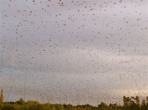 Bat swarm stock photo. Image of africa, wildlife, animals - 7101804