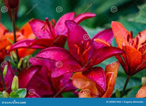 Red and Orange Lilies Close Up after Rain Stock Photo - Image of rain ...