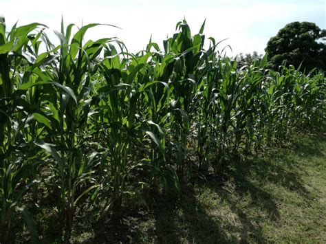 Se Capacita A Productores Para Mejorar La Toma De Decisiones Y El