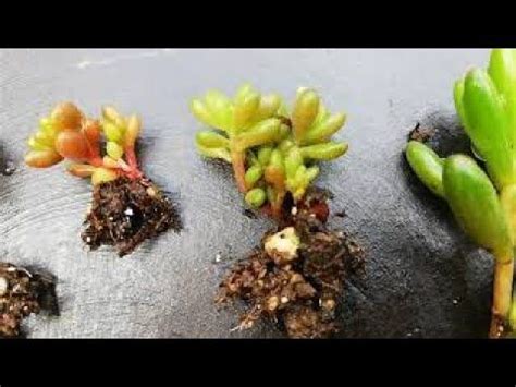 Reproducción de Sedum rubrotinctum YouTube Suculentas Esquejes Hojas