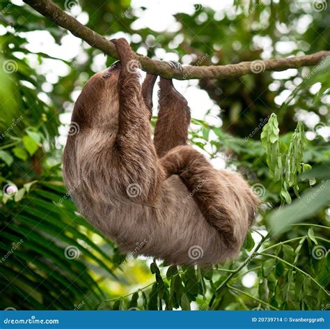 Sloth Hanging From The Tree In Costa Rica Royalty-Free Stock Photo ...