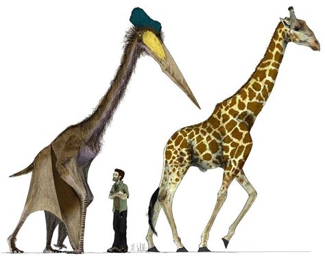 A Quetzalcoatlus One Of The Largest Flying Animals Ever Known Was