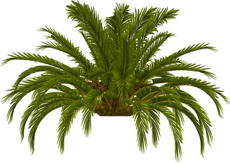 Palmtree Png Palm Tree Top View Png Indoor Plant Top View Png Images