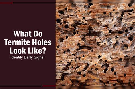 What Do Termite Holes Look Like Identify Early Signs