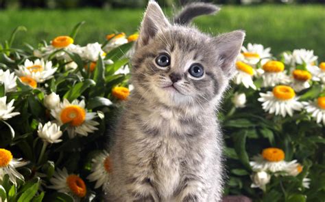 Baby Kitten Wallpapers 59 Images