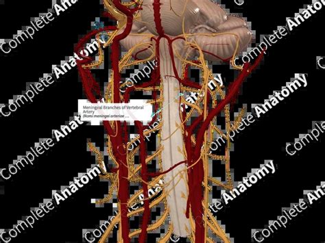 vertebral artery branches anatomy   dimensional diagram