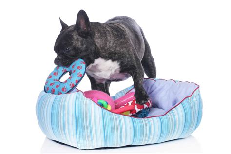 Dog toy storage options include baskets, bins, beds, and stairs