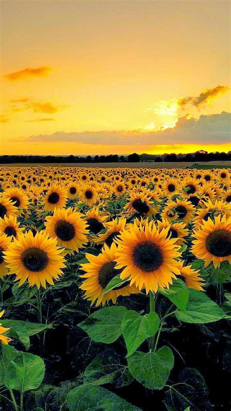 sunflower aesthetic wallpapers top  sunflower aesthetic