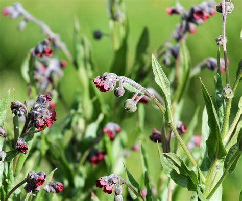 Best fast-growing flowering annuals – to fill your…